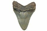 Serrated, Juvenile Megalodon Tooth - North Carolina #340877-1